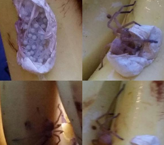 香蕉里有巨型蜘蛛 画面令人汗毛竖起