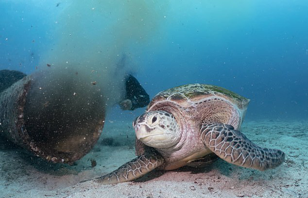 绿海龟以污水为食 吃着人类和动物的排泄物