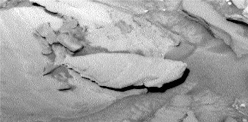 火星发现一条大型的石化鱼 还能看到背鳍和脊椎