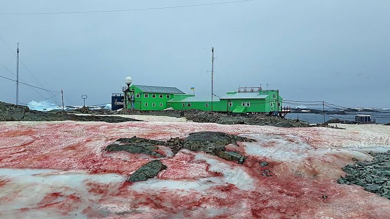 南极出现了粉红色的“西瓜雪”现象