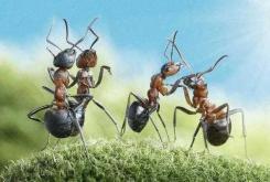 蚂蚁眼中的人类是什么样子？蚂蚁知道人类存在吗？