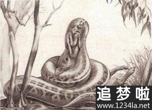 史上比所有蟒蛇都要大的超级巨蛇就是沃那比蛇