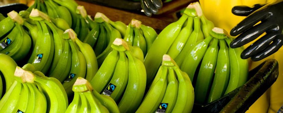 2050年香蕉或消失 人们再也吃不到美味了