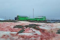 南极出现了粉红色的“西瓜雪”现象