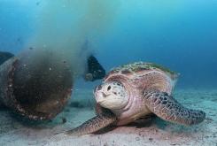 绿海龟以污水为食 吃着人类和动物的排泄物