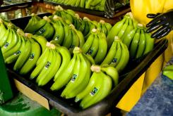 2050年香蕉或消失 人们再也吃不到美味了