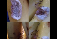 香蕉里有巨型蜘蛛 画面令人汗毛竖起